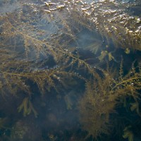 Wireweed